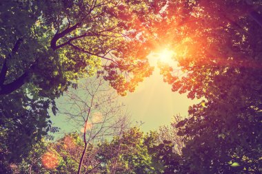 Ağaçlardan Vintage çerçeve