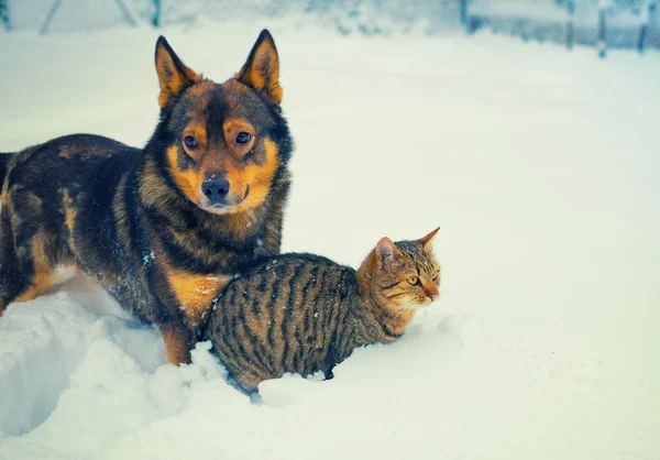 Perro y gato en la nieve — Foto de Stock