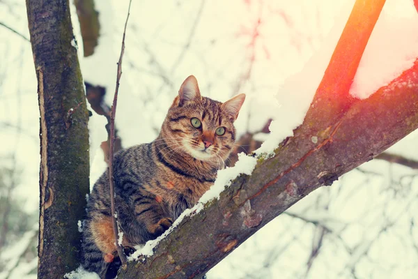 Gato sentado na árvore — Fotografia de Stock