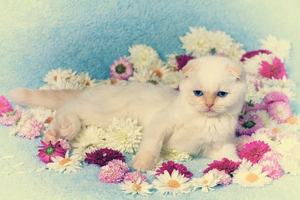 Niedliches Kätzchen mit Blumen — Stockfoto