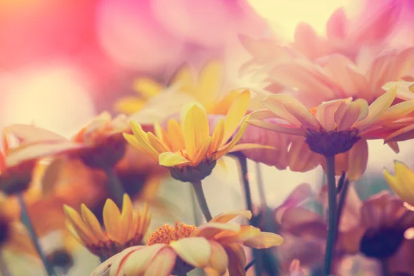 Jahrgangsblumen für Hintergrund — Stockfoto