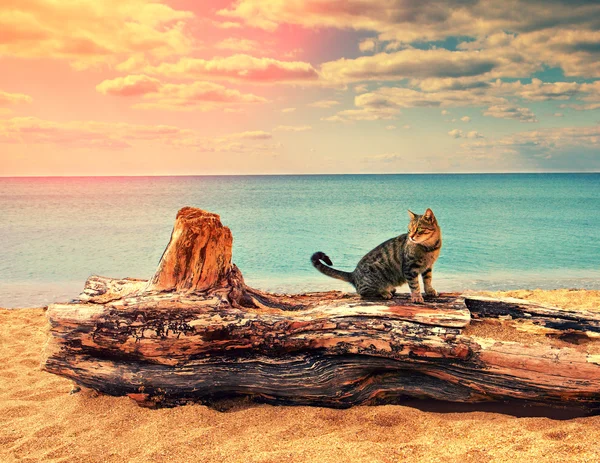 Cat on wooden log — Stock Photo, Image