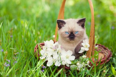 Sepetteki küçük kedi yavrusu