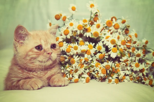 Χαριτωμένο γατάκι χαλαρωτικό κοντά λουλούδια — Φωτογραφία Αρχείου