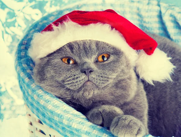 Katt bär Santa hatt — Stockfoto