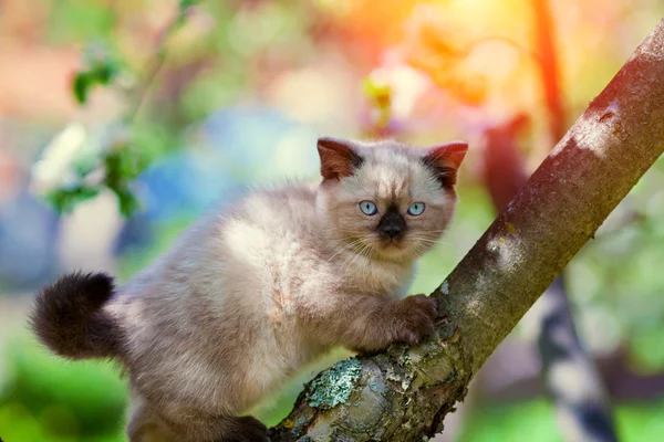 Kitten sneaking on the tree — Stock Photo, Image