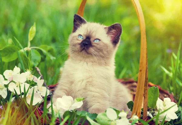 Little kitten in a basket — Stock Photo, Image