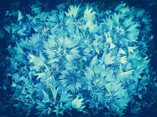 Cornflower flowers background — Stock Photo, Image