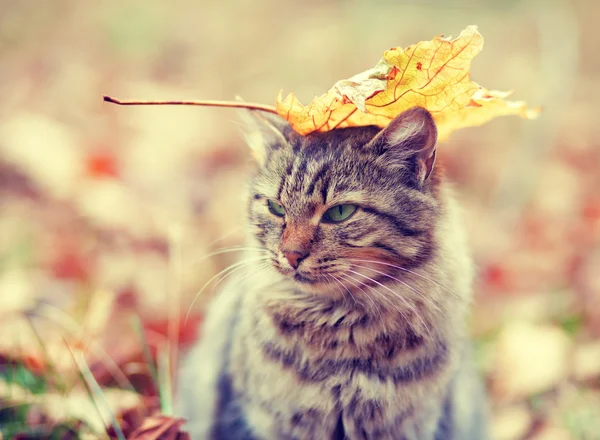Gato siberiano com folha — Fotografia de Stock