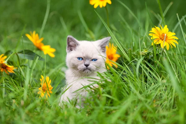 Çiçek çimenlikte şirin yavru kedi — Stok fotoğraf