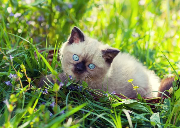 Милый котенок на траве — стоковое фото