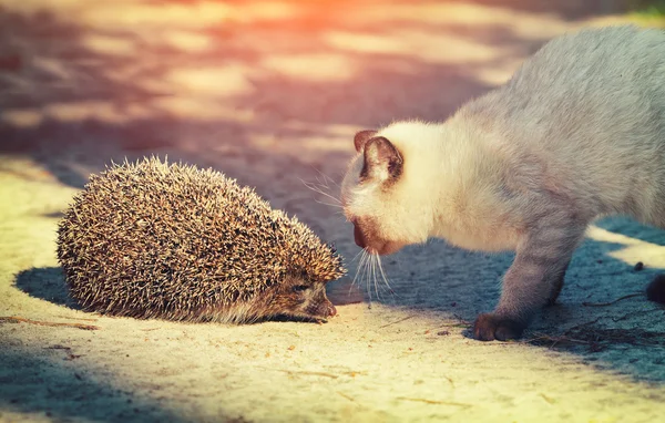 Gatinho siamês e ouriço — Fotografia de Stock