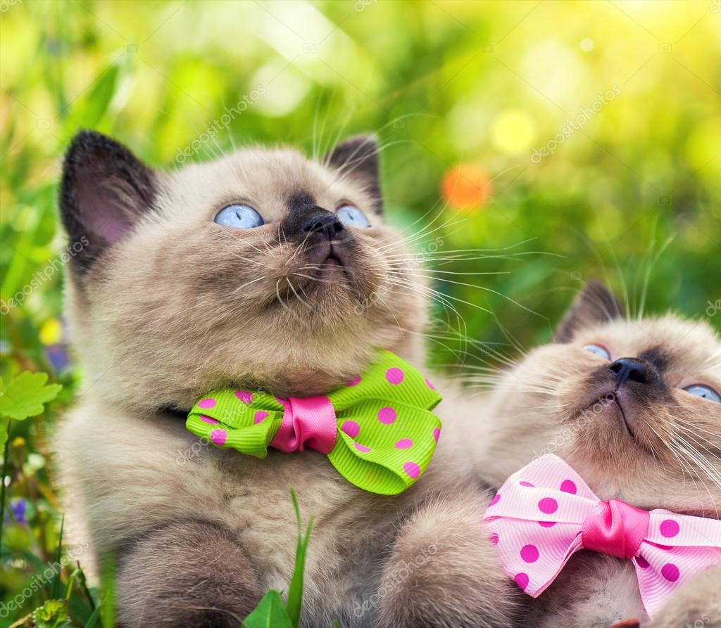 Little kittens in bow ties Stock Photo by ©vvvita 72661939