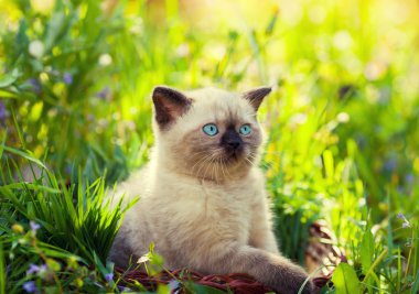 Yeşil çimenlerin üzerinde yavru kedi
