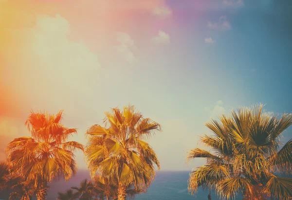 棕榈树与天空的对比 — 图库照片