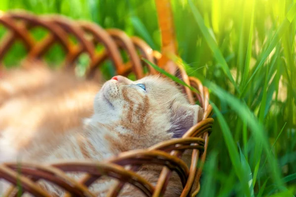 Kätzchen im Korb — Stockfoto