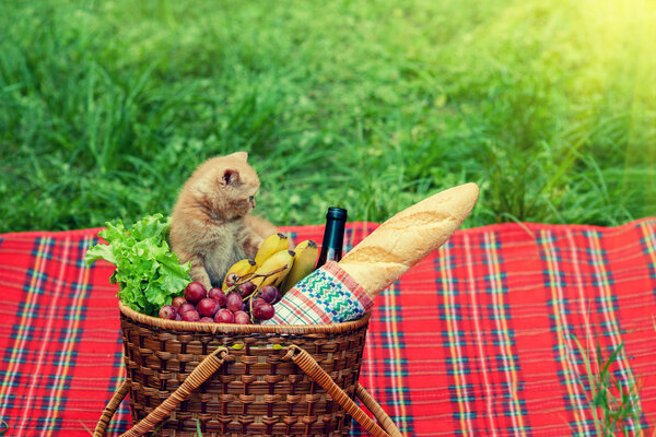 Kitten at picnic