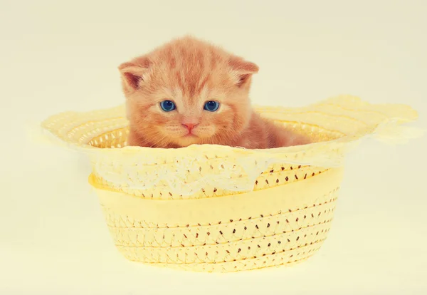 Gatito en sombrero de paja — Foto de Stock