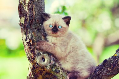 Ağaçtaki kedi yavrusu