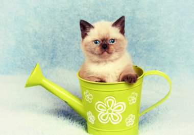 Sulama olabilir de küçük kedi