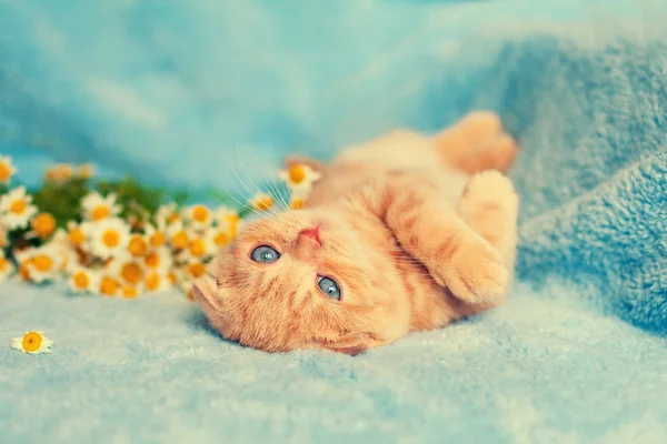 Kotě na modré deky — Stock fotografie