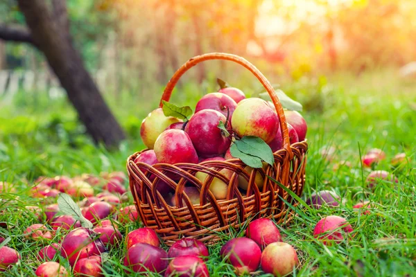 Kosár vörös almával — Stock Fotó