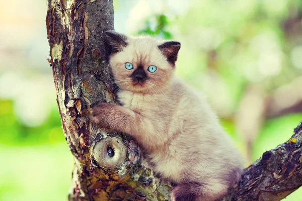 Gatinho em uma árvore — Fotografia de Stock