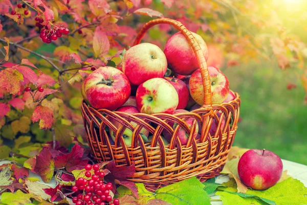 Basket with red apples — Stock Photo, Image