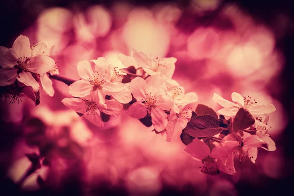 Apple tree blossom brunch — Stock Photo, Image