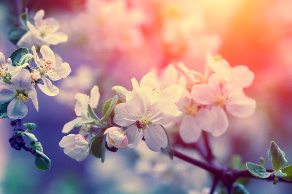 Aapple tree at sunrise — Stock Photo, Image