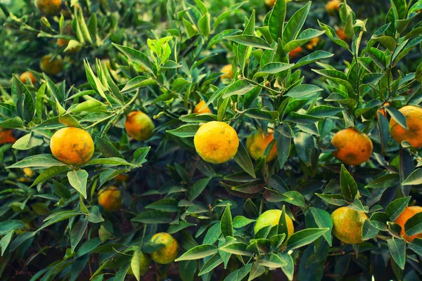 Mandalina ağacı — Stok fotoğraf