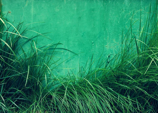 Gräs och målade järn vägg — Stockfoto