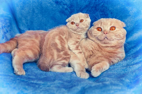Cat family — Stock Photo, Image