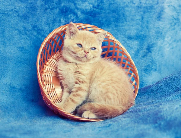 小猫正坐在一个篮子里 — 图库照片