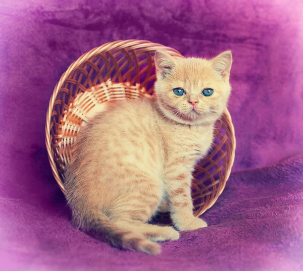 Kitten sitting in a basket — Stock Photo, Image