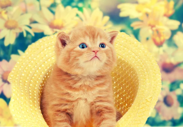 Little kitten in straw hat — Stock Photo, Image