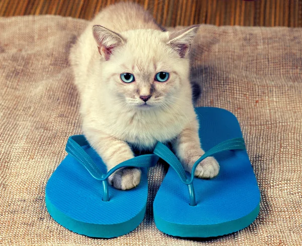 Gatito usando sandalias chanclas —  Fotos de Stock