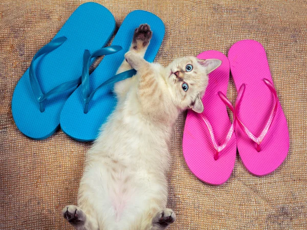 Gatito con sandalias chanclas —  Fotos de Stock