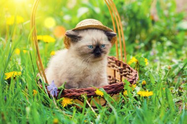 Küçük yavru kedi giyen hasır şapka
