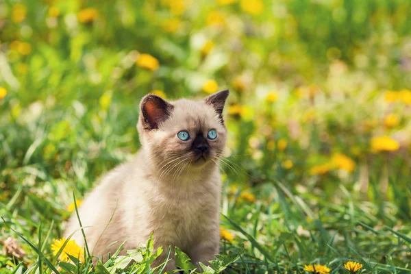 Kitten on dandelion lawn — Stock Photo, Image