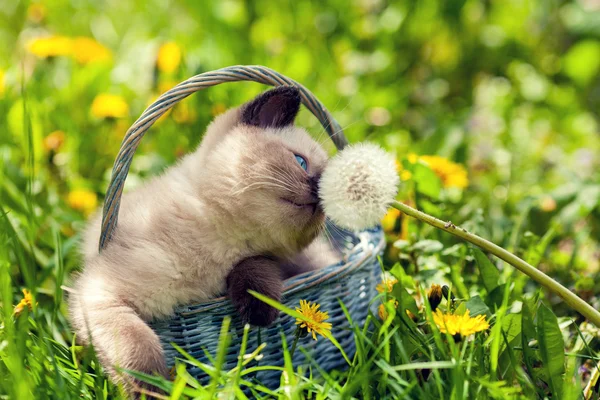 Chaton dans un panier — Photo