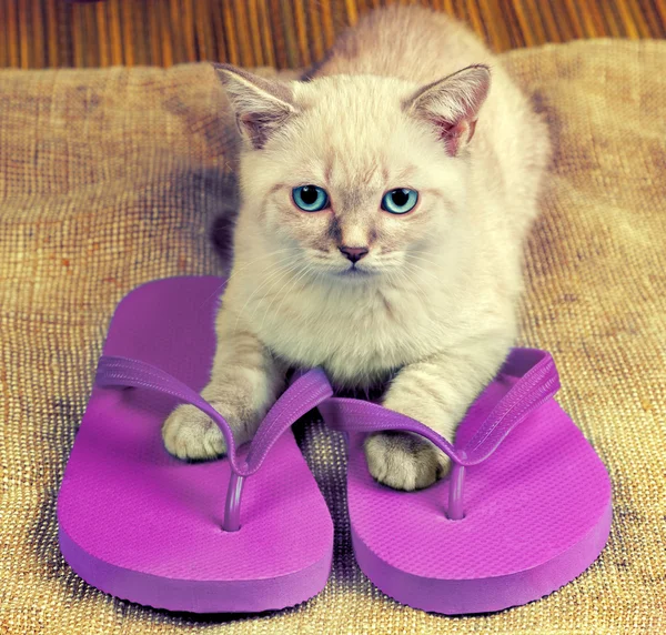 Flip flop sandalet giyen yavru kedi — Stok fotoğraf