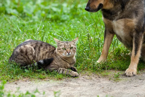 Birlikte oynayan kedi ve köpek — Stok fotoğraf