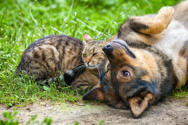 Perro y gato jugando juntos — Foto de Stock