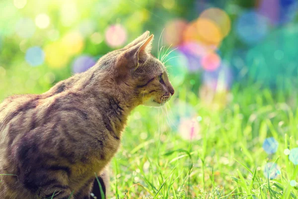 Cat portrait — Stock Photo, Image