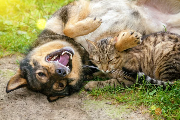 Perro y gato jugando juntos — Foto de Stock