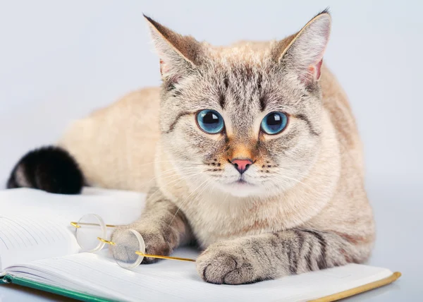 Lector Cat —  Fotos de Stock