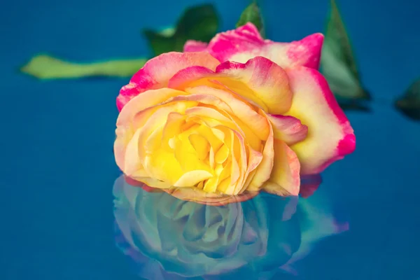 Rosa em uma água — Fotografia de Stock