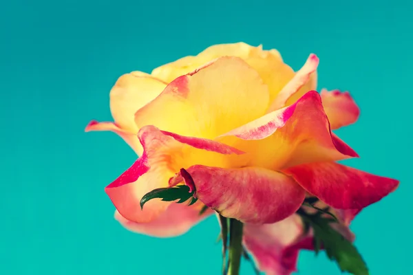 Rosa colorida —  Fotos de Stock