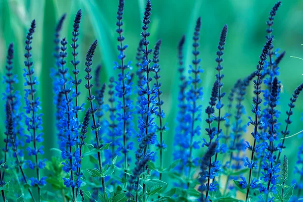 Beautiful Herbal salvia — Stock Photo, Image